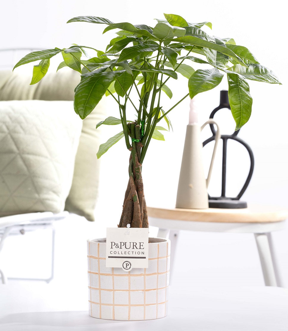 Pachira aquatica 45cm 12cm Pot