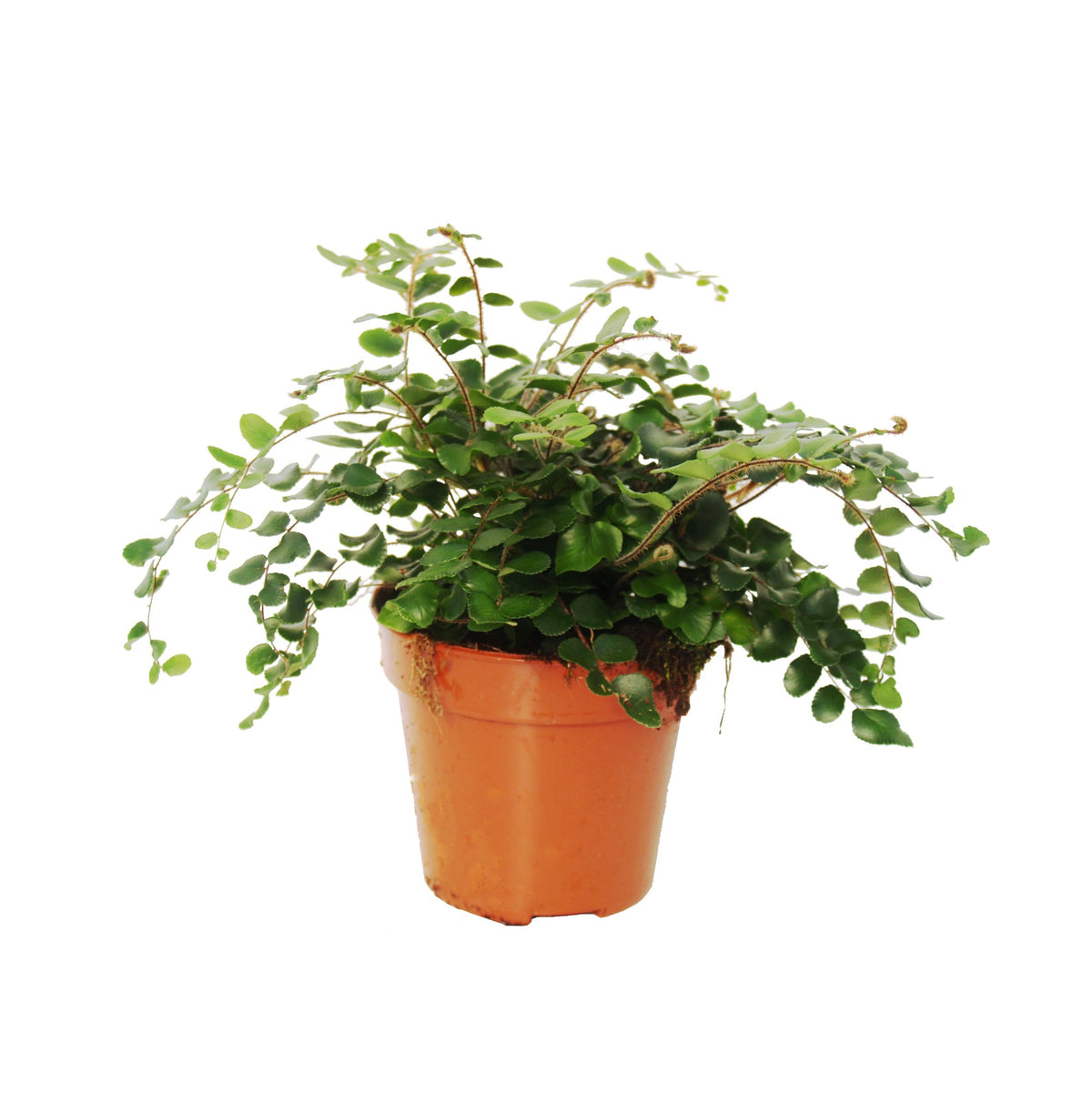 Pellaea rotundifolia 25cm 12cm Pot