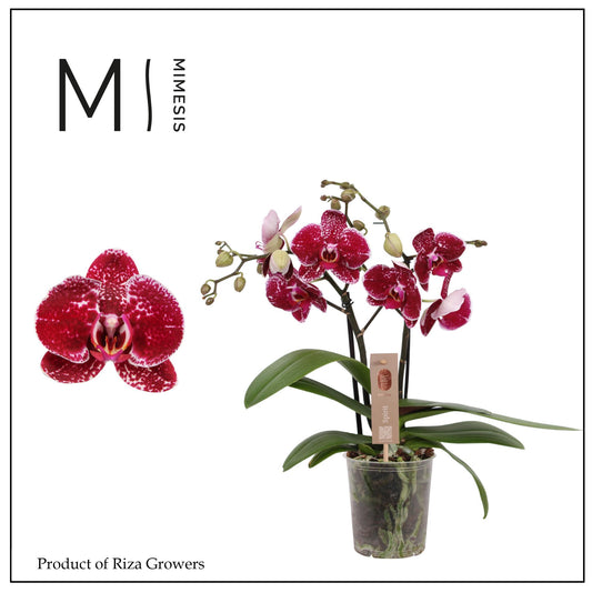 Riza Ter Laak Orchios Phalaenopsis Spirit Red Pack of 6