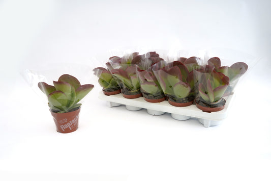 Kalanchoe thyrsiflora 20cm 510cm Pot