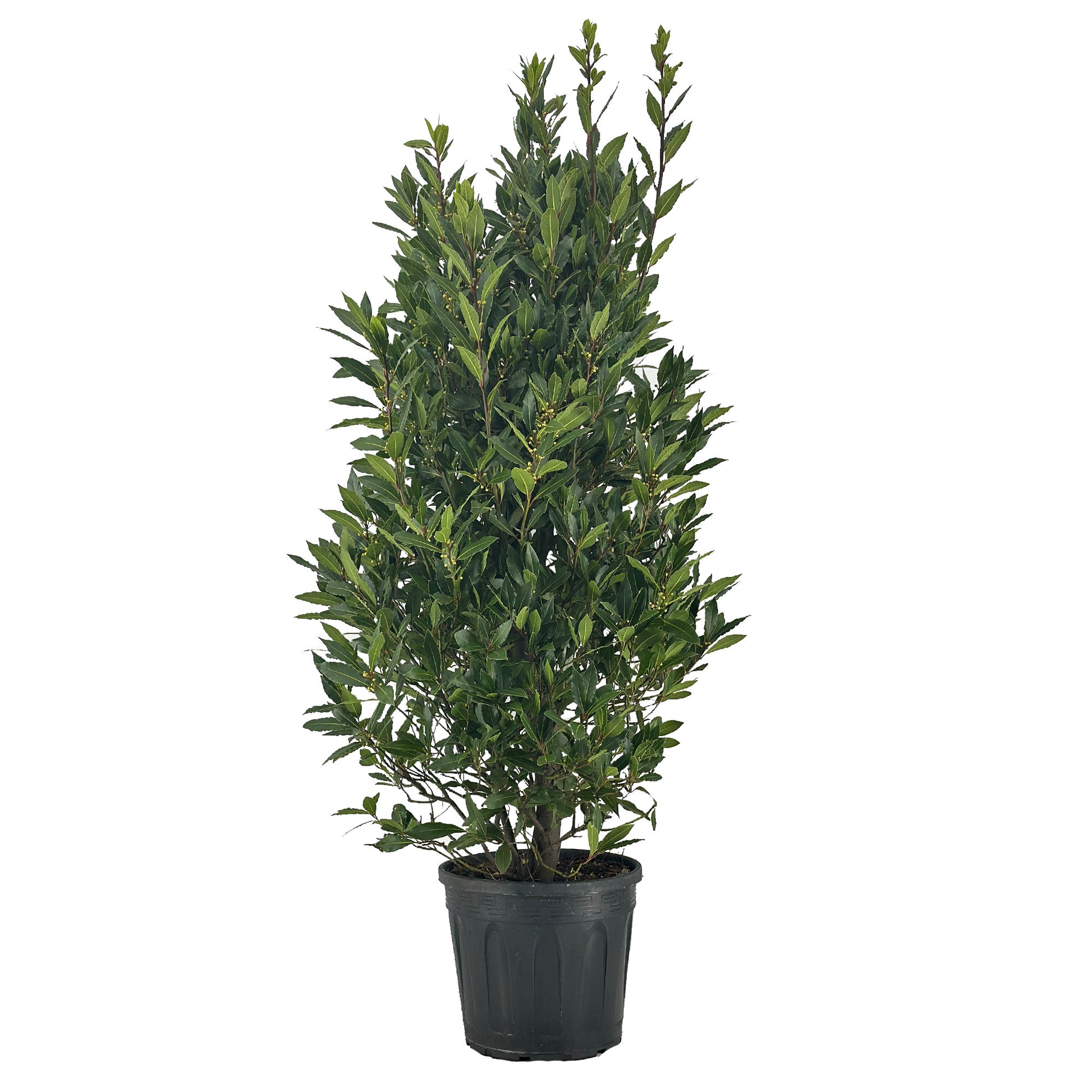Laurus nobilis 150cm 30cm Pot