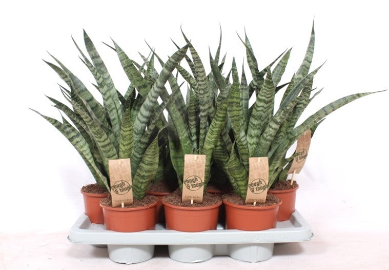 Fachjan BV Sanseveria Diamond Green Pack of 7