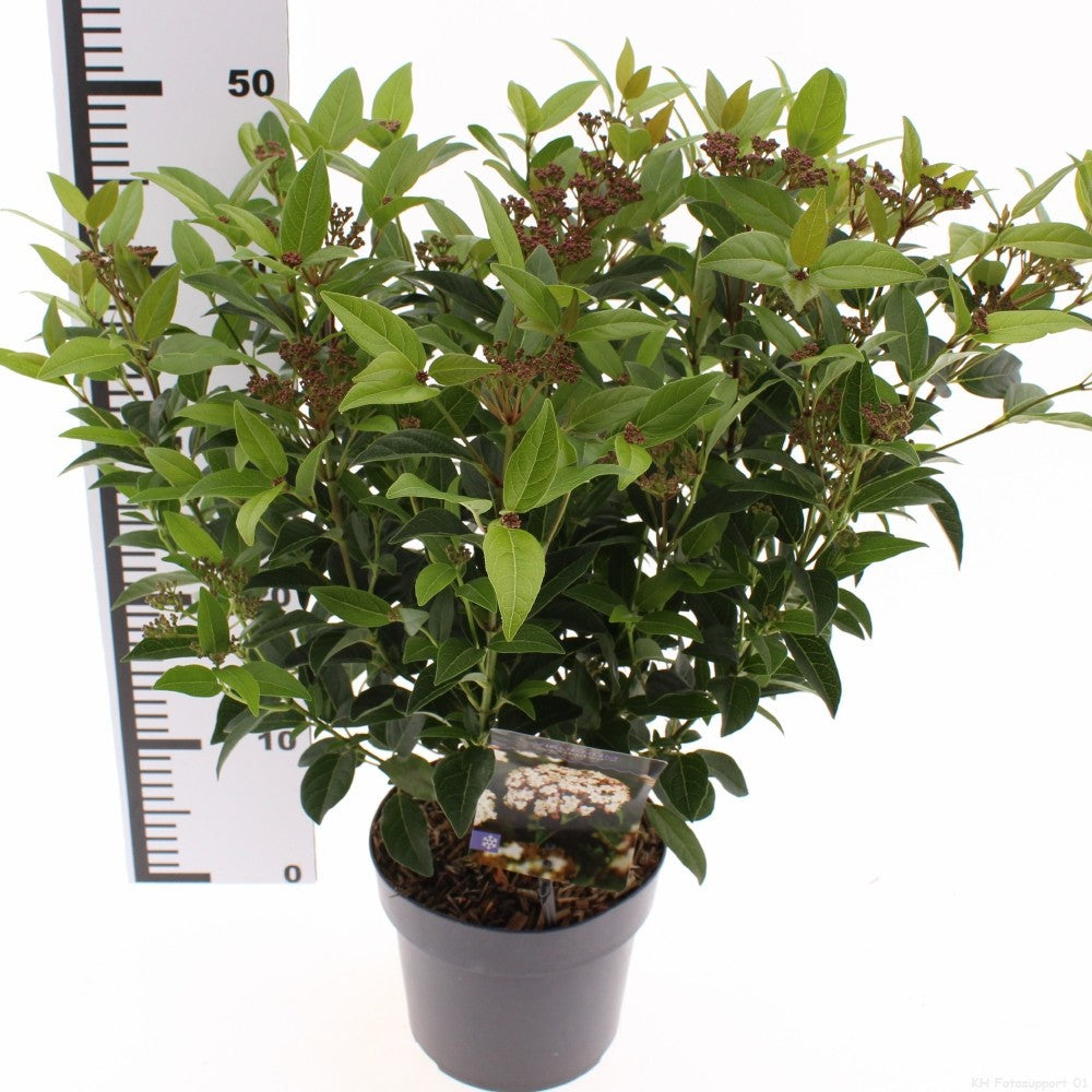 Viburnum tinus 30cm 17cm Pot
