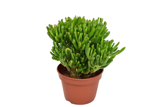 Crassula Hobbit 21cm 15cm Pot