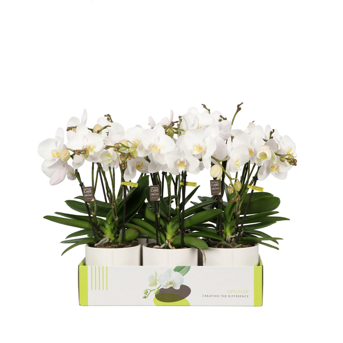 Phalaenopsis white 40cm 12cm Pot