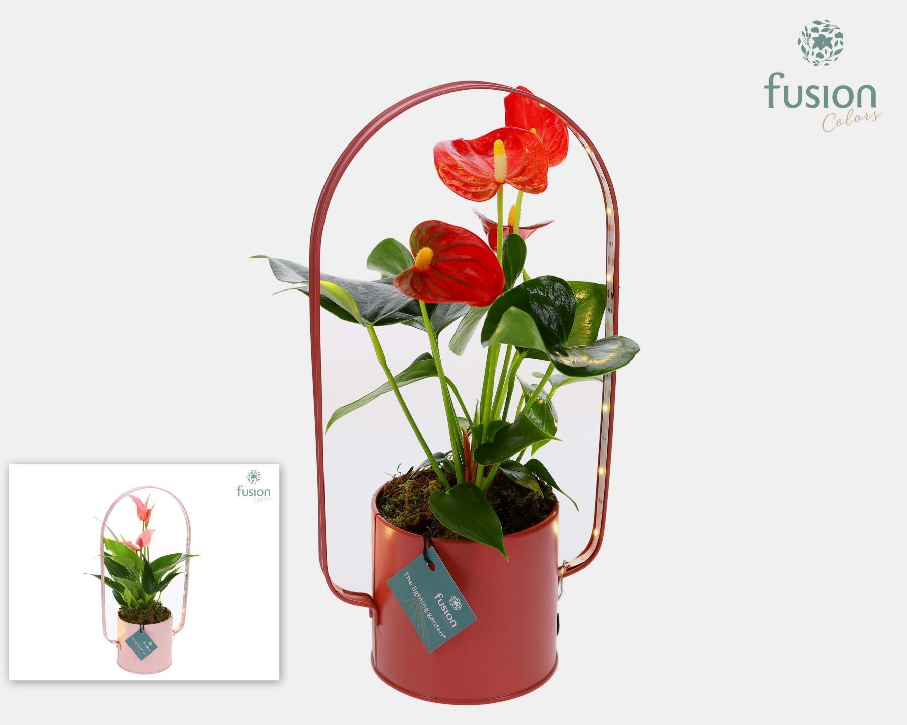 Zinken planter met LED verlichting en Anthurium 29cm 9cm Pot