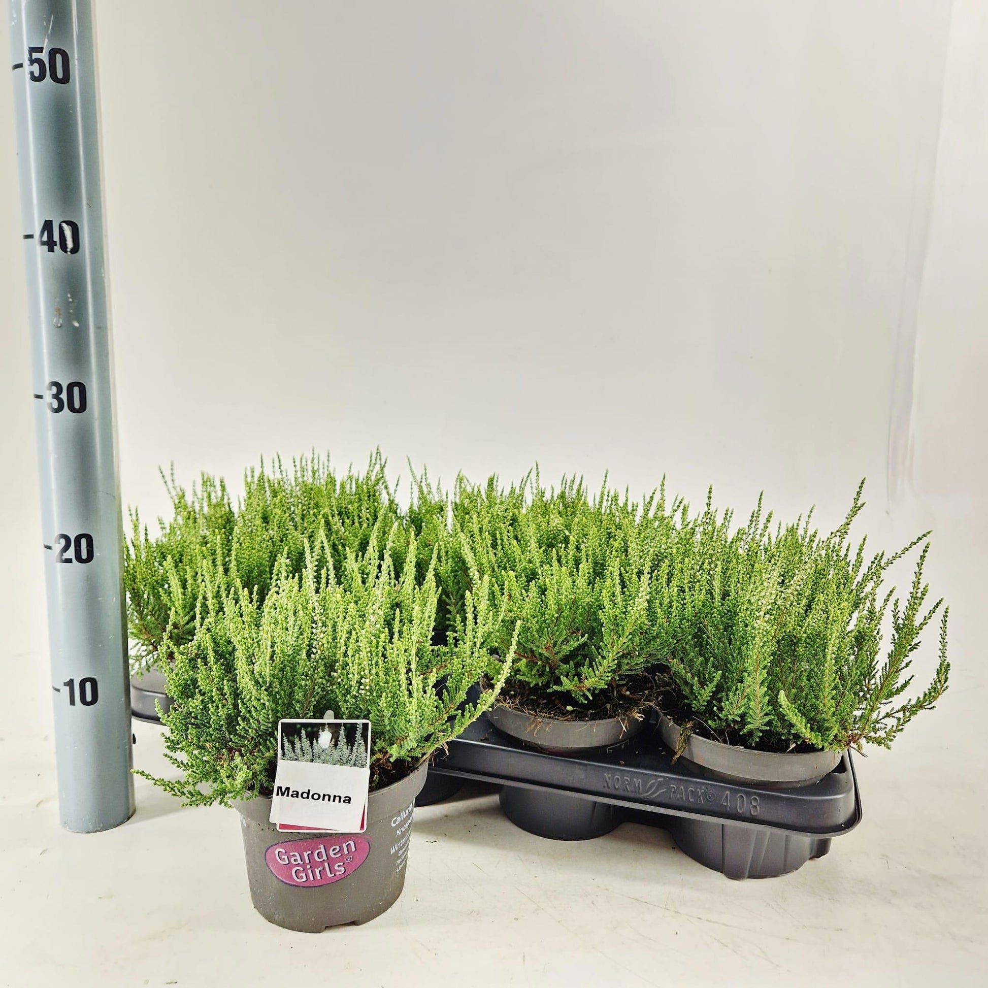 Calluna Garden Girls Madonna 15cm 13cm Pot