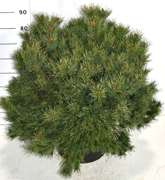 Pinus syl. Martham 100cm 48cm Pot