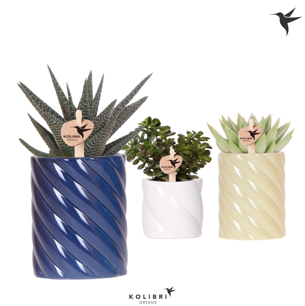 Succulent mix 22cm 9cm Pot