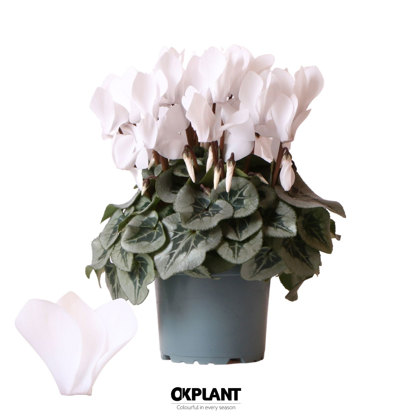 Cyclamen Rembrandt white 26cm 12cm Pot
