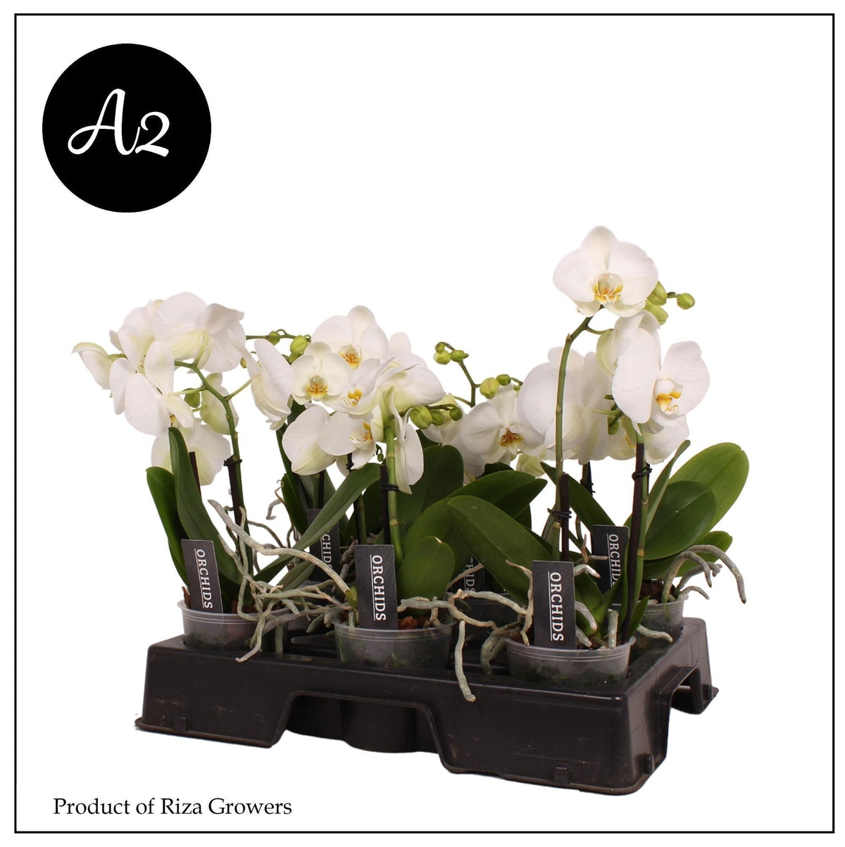 Phalaenopsis Spirit White 45cm 12cm Pot