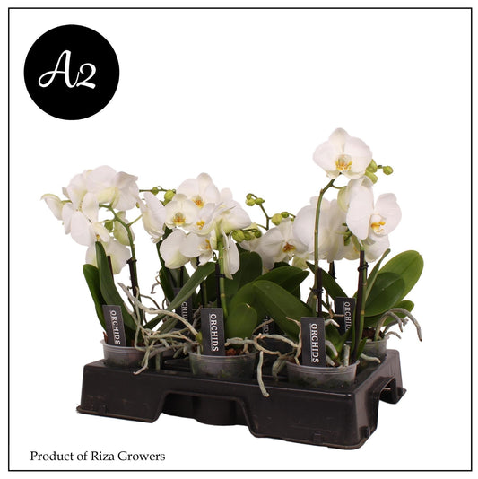 Phalaenopsis Spirit White 45cm 12cm Pot
