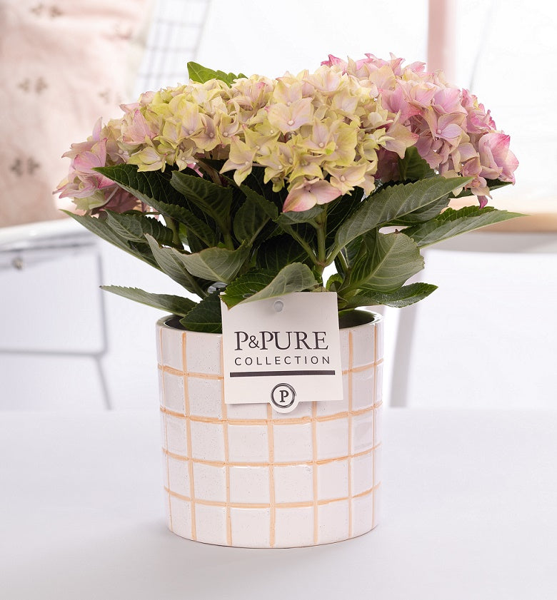 Hydrangea macr. Early Rosa 30cm 10cm Pot