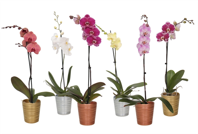 Phalaenopsis mix 55cm 12cm Pot