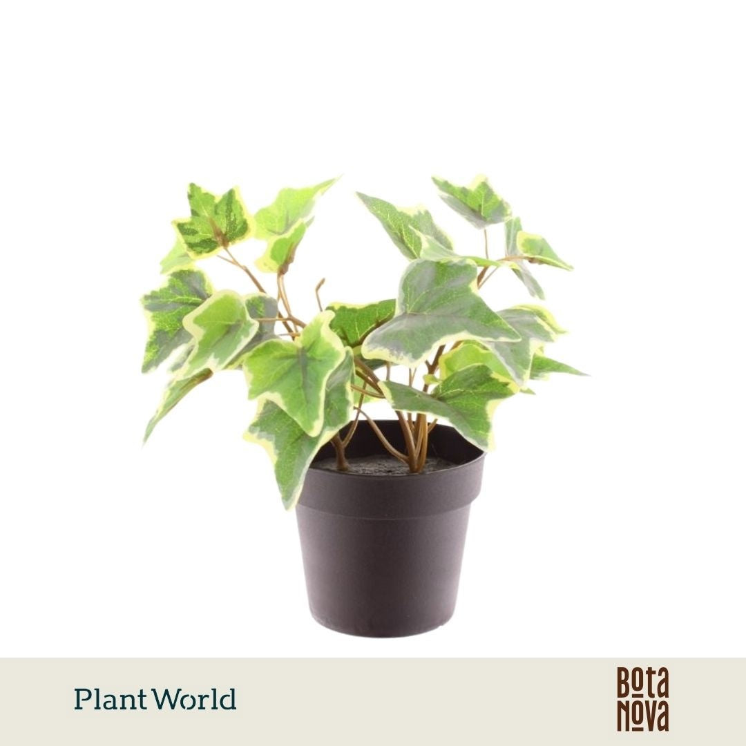 Artificial Hedera 20cm 9cm Pot