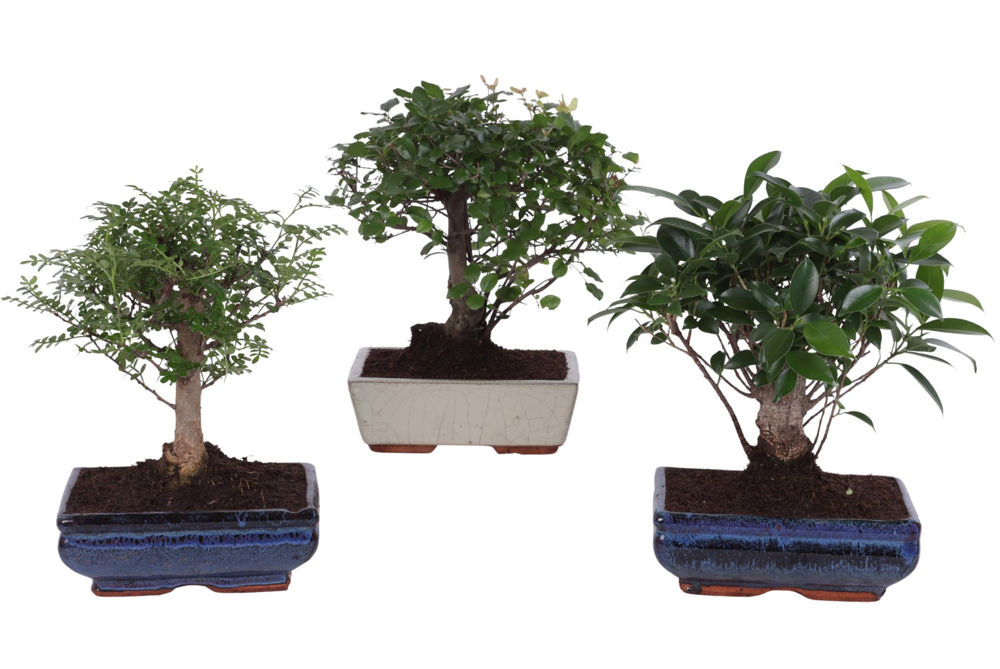 Bonsai mix 25cm 20cm Pot