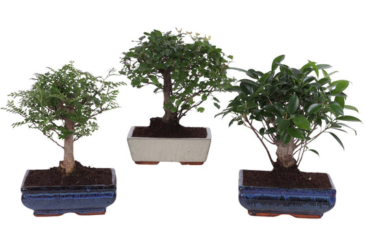 Bonsai mix 25cm 20cm Pot