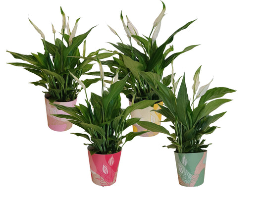 Spathiphyllum Pearl Cupido 35cm 9cm Pot