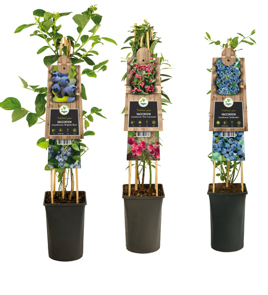 Vaccinium corymbosum 75cm 17cm Pot