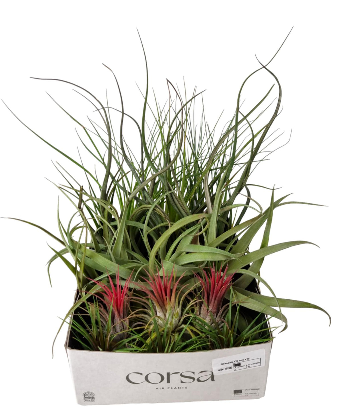 Tillandsia ionantha 8cm 8cm Pot