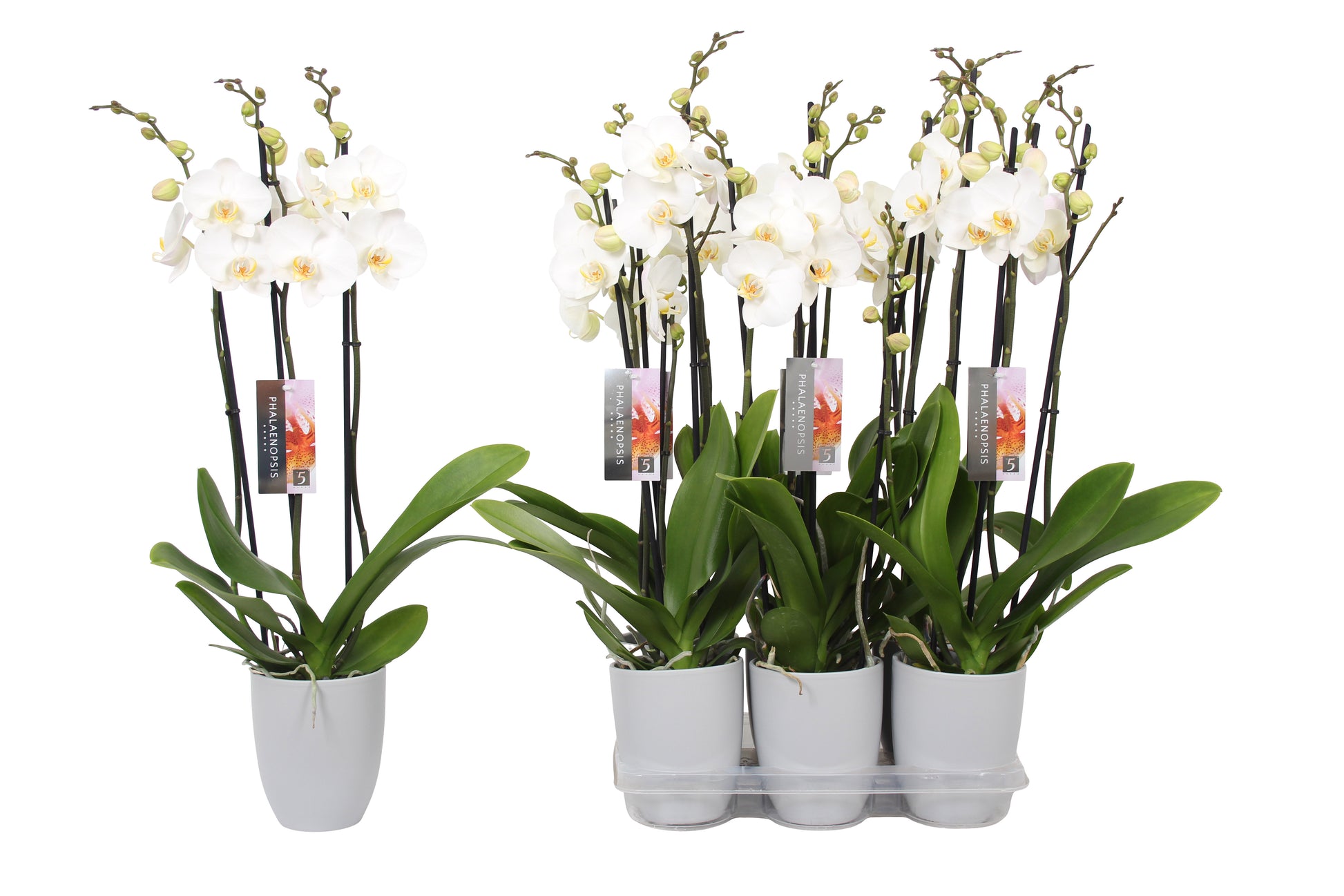 Phalaenopsis white (+ drp.ceramic) 60cm 12cm Pot