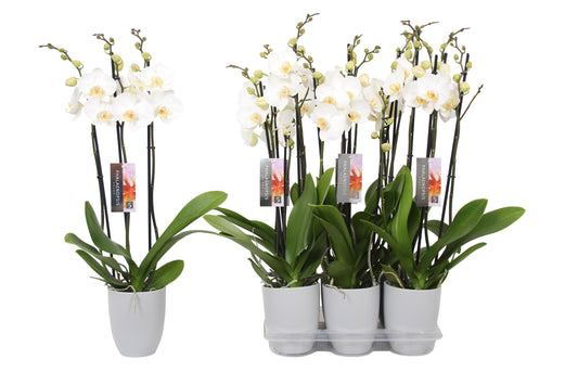Phalaenopsis white 60cm 12cm Pot