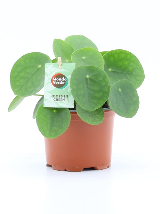 Mondo Verde (Bakker) Pilea peperomioides Pack of 8