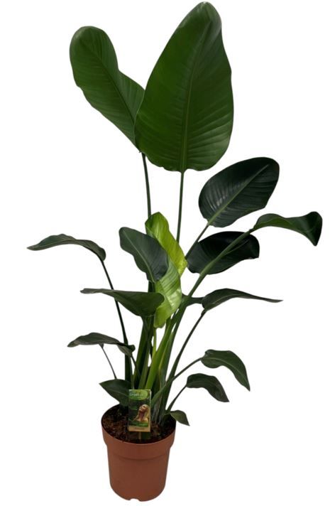 Strelitzia nicolai 160cm 24cm Pot