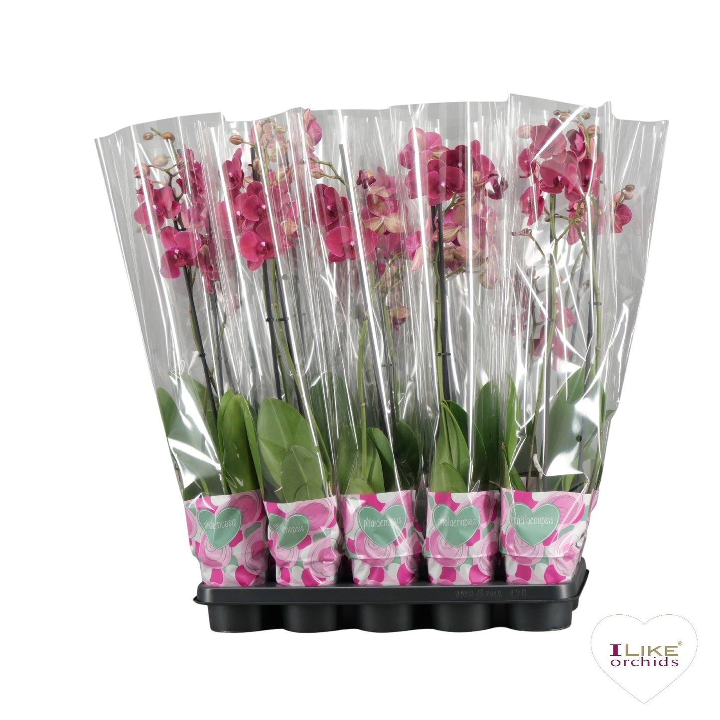 Phalaenopsis red 75cm 12cm Pot