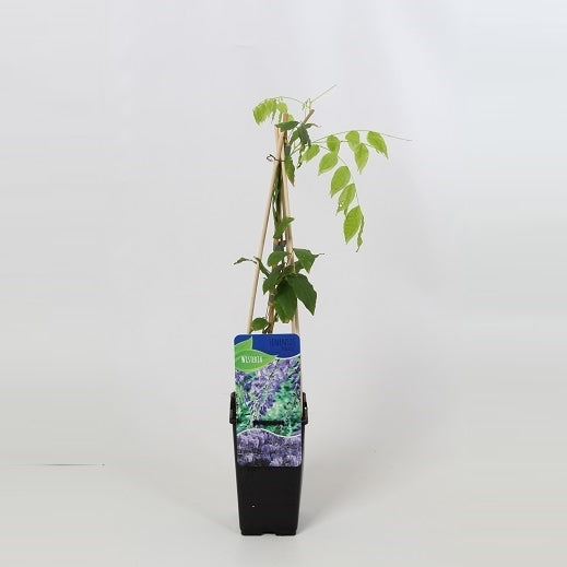 Wisteria Prolific 60cm 14cm Pot