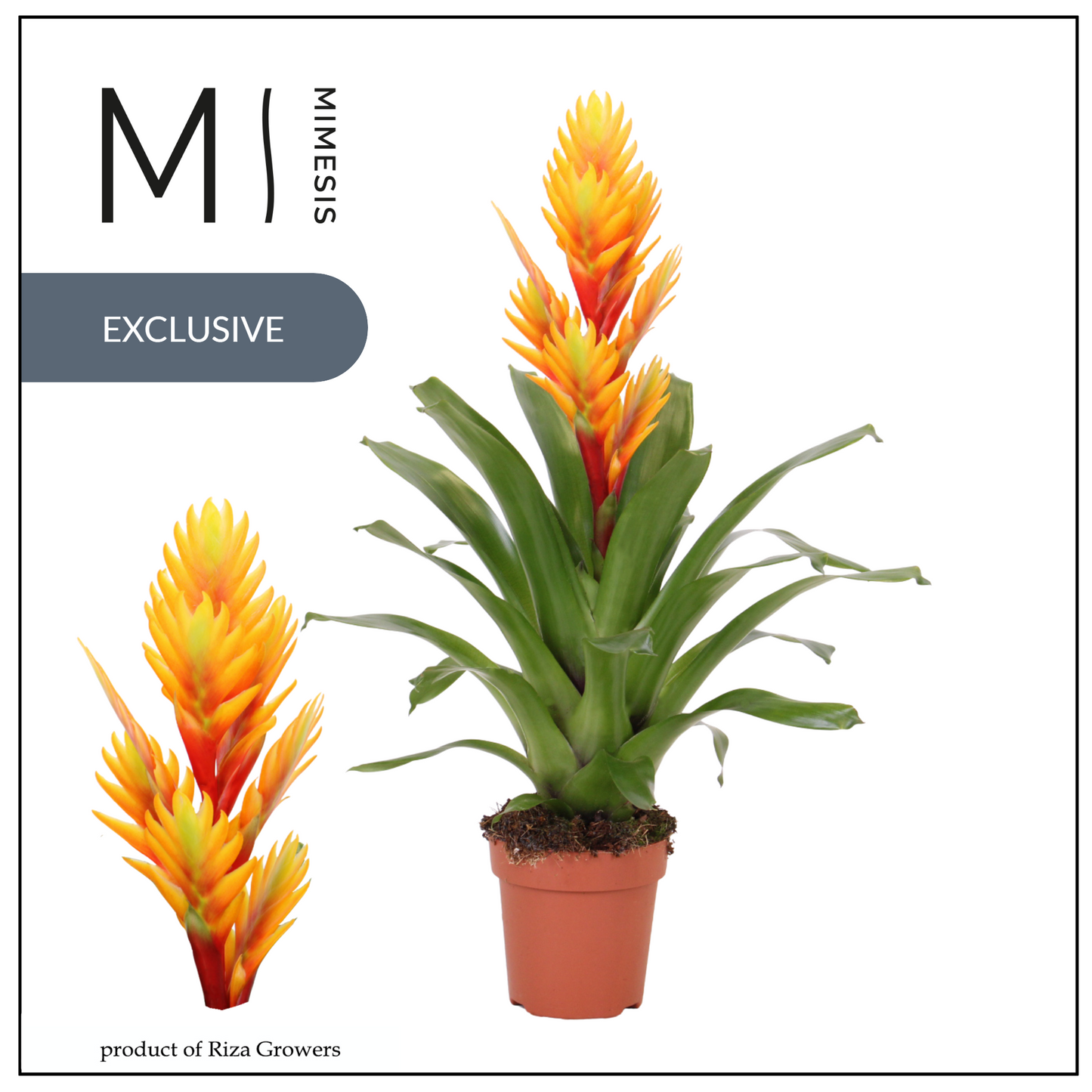 Vriesea Intenso Orange (+ drp.ceramic) 48cm 12cm Pot