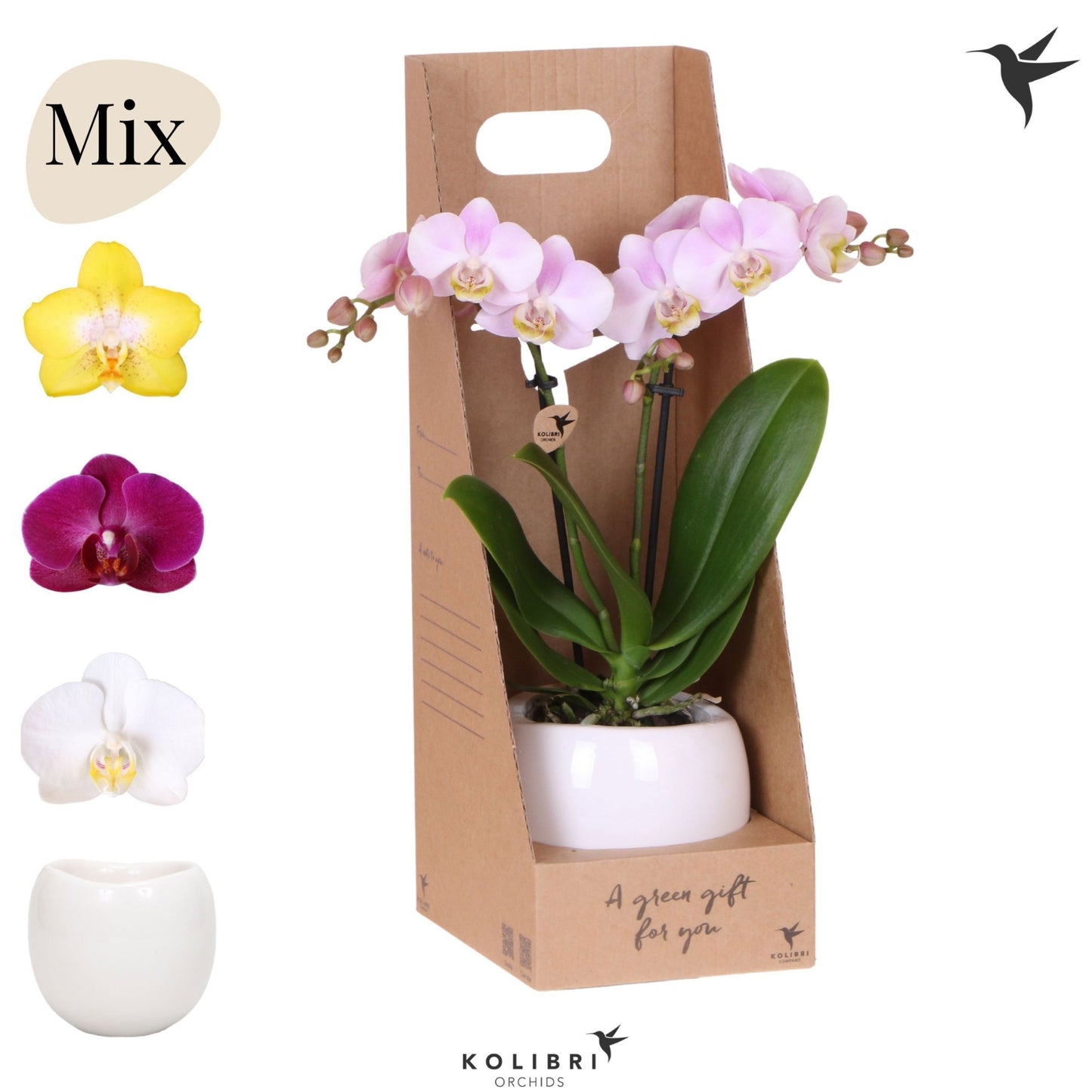 Phalaenopsis mix 40cm 9cm Pot