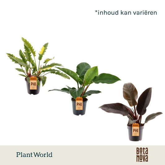 Philodendron scandens 65cm 19cm Pot