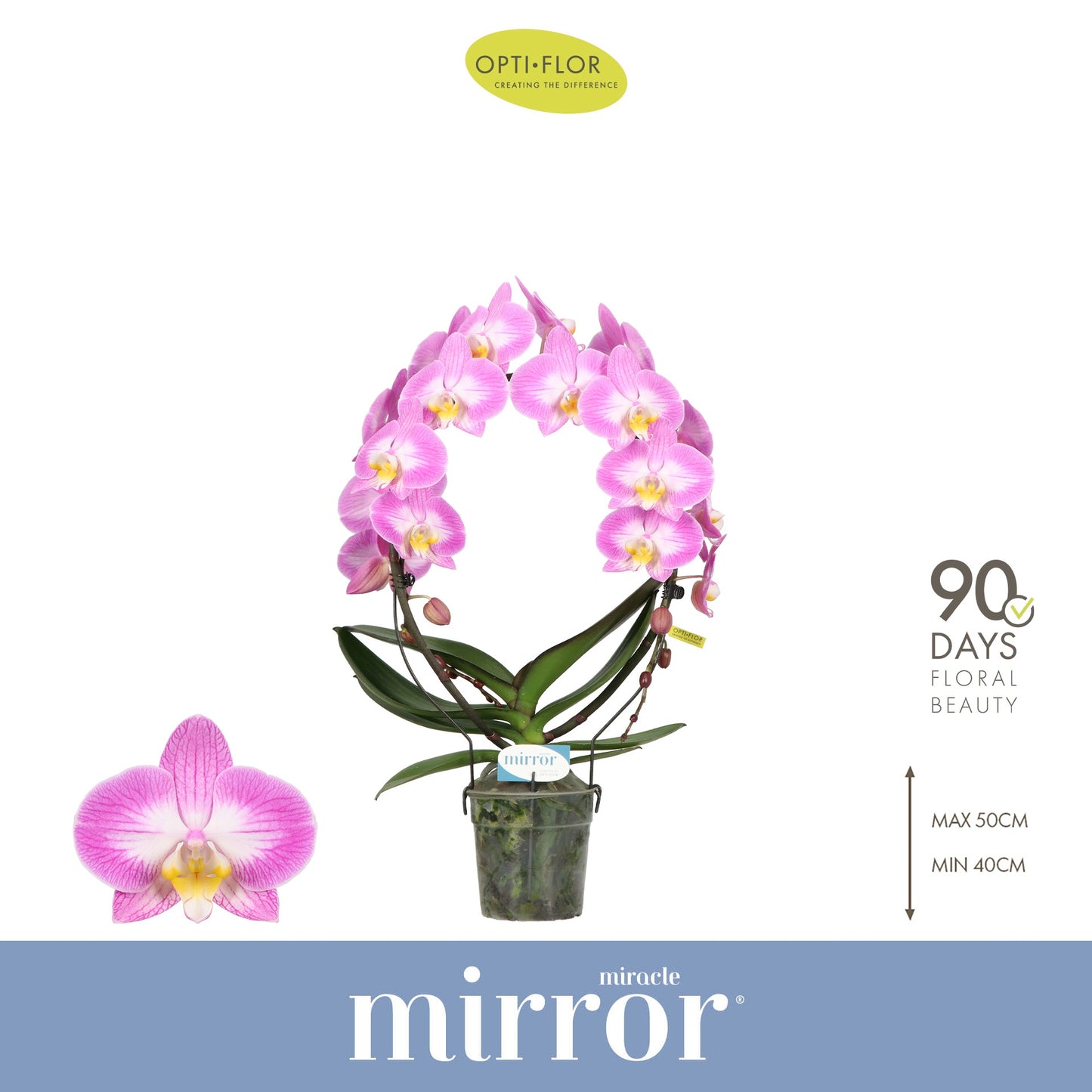 Opti-Flor Phalaenopsis pink Pack of 5