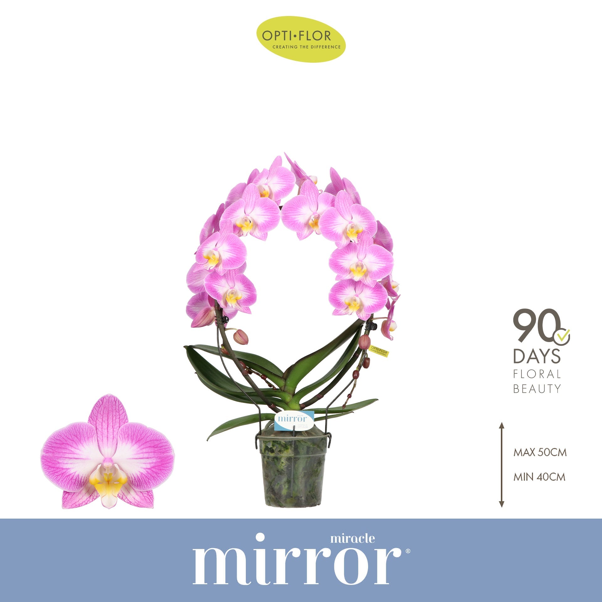 Opti-Flor Phalaenopsis pink Pack of 5