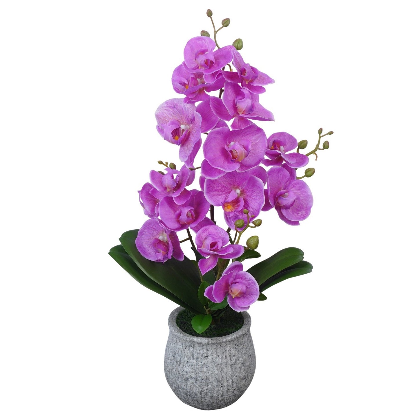 Lilac de chine p kg 65cm 15cm Pot