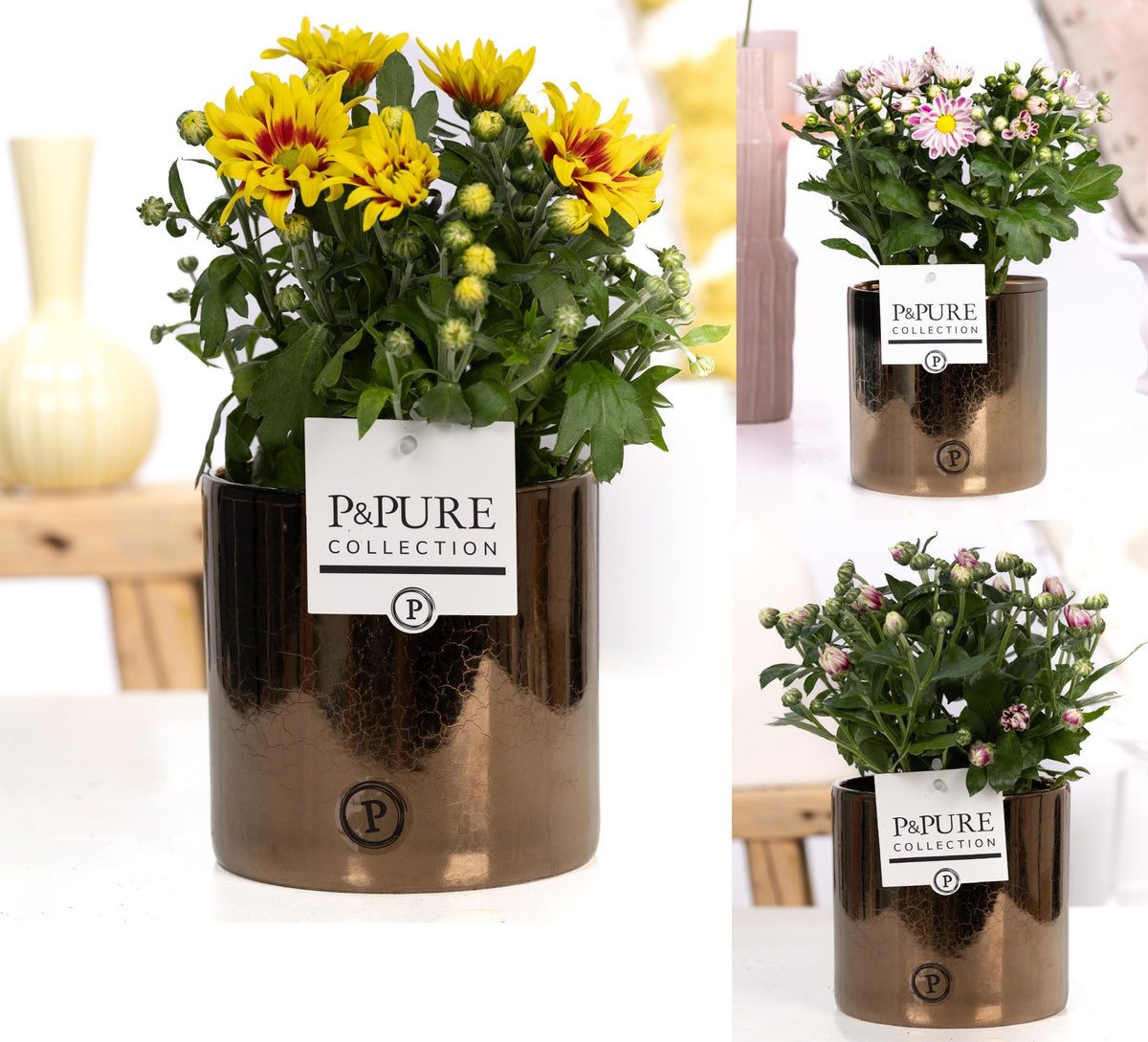 Chrysanthemum bicolour mix 25cm 12cm Pot