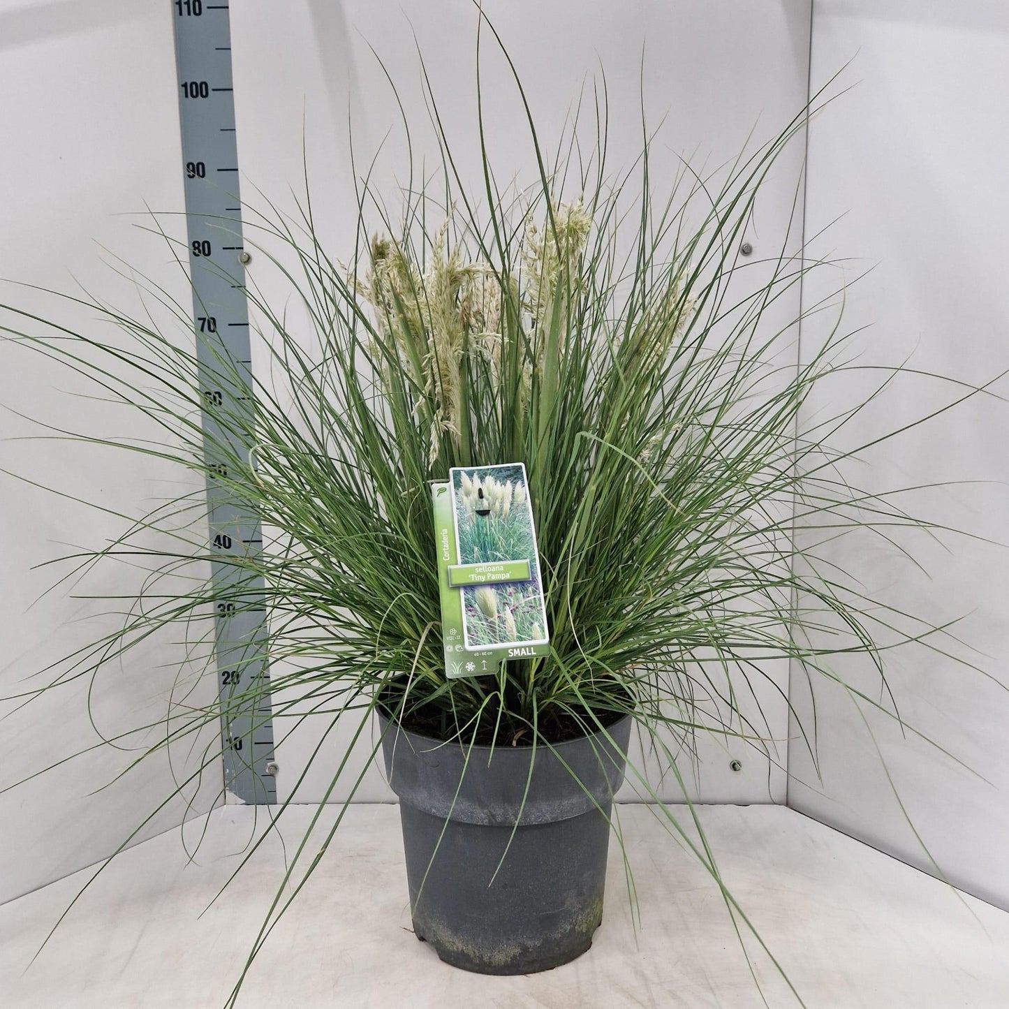 Cortaderia sel. Tiny Pampa 80cm 29cm Pot
