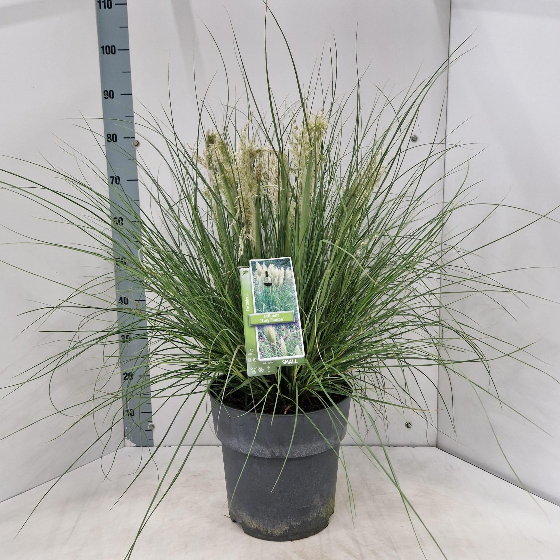 Cortaderia sel. Tiny Pampa 80cm 29cm Pot