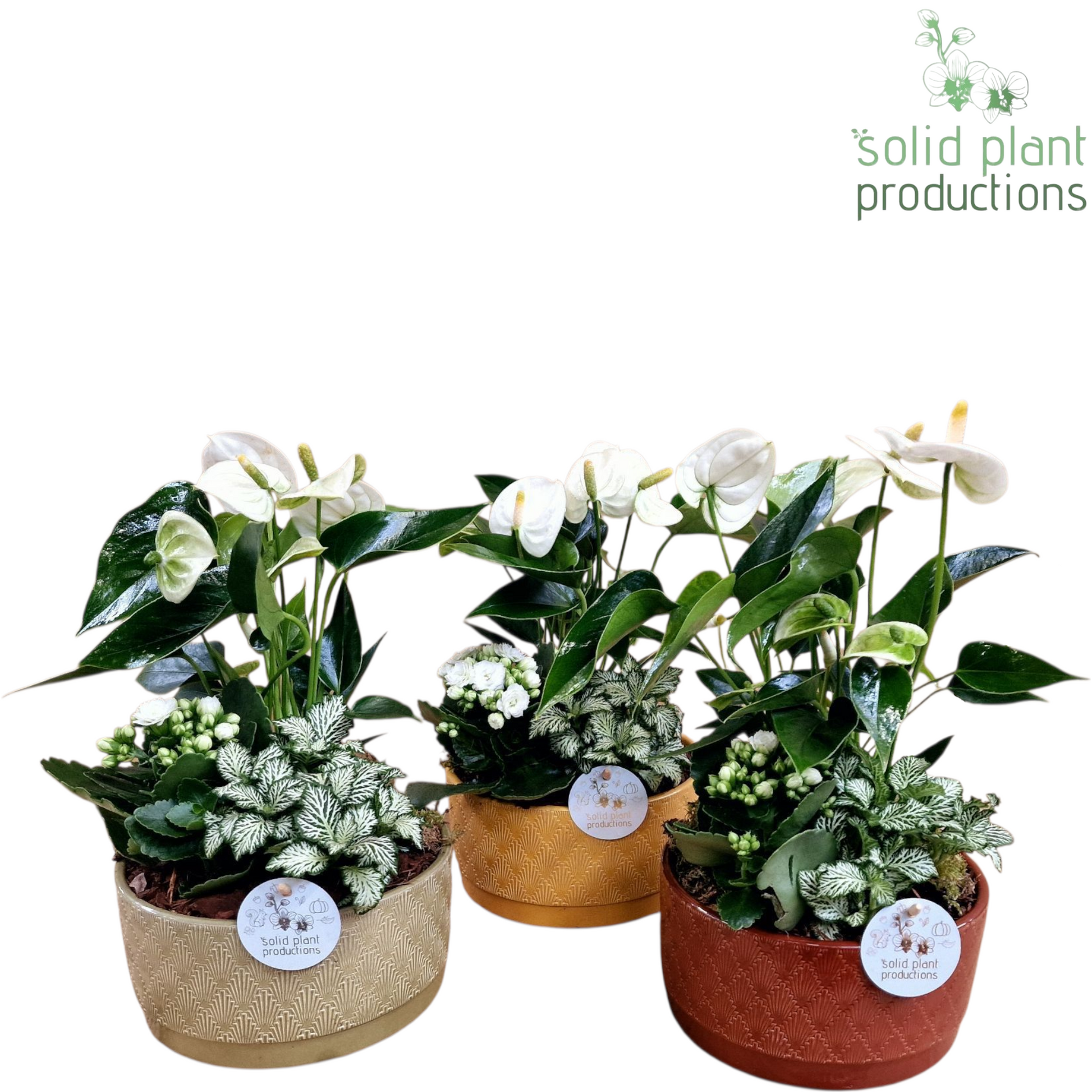 JT007 Sarah Jungle Anthurium 38cm 19cm Pot
