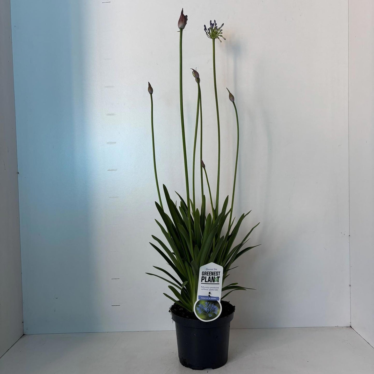 Agapanthus Dr. Brouwer 110cm 19cm Pot