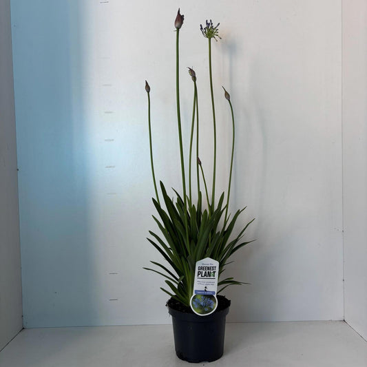 Agapanthus Dr. Brouwer 110cm 19cm Pot