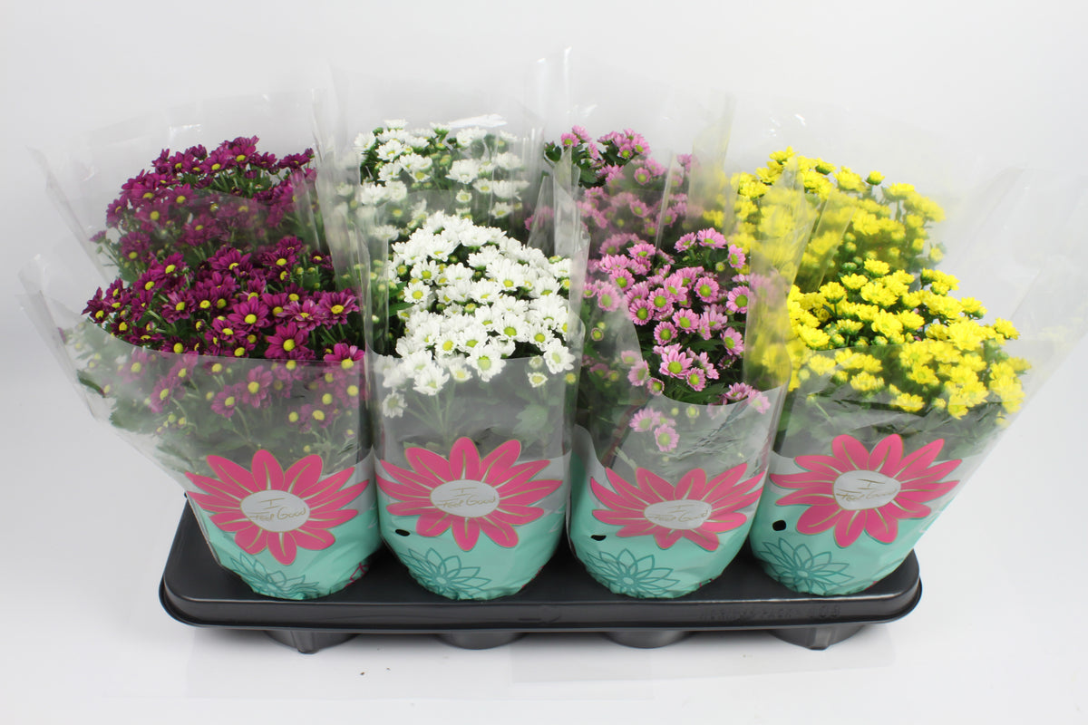 Chrysanthemum Madiba mix 27cm 14cm Pot