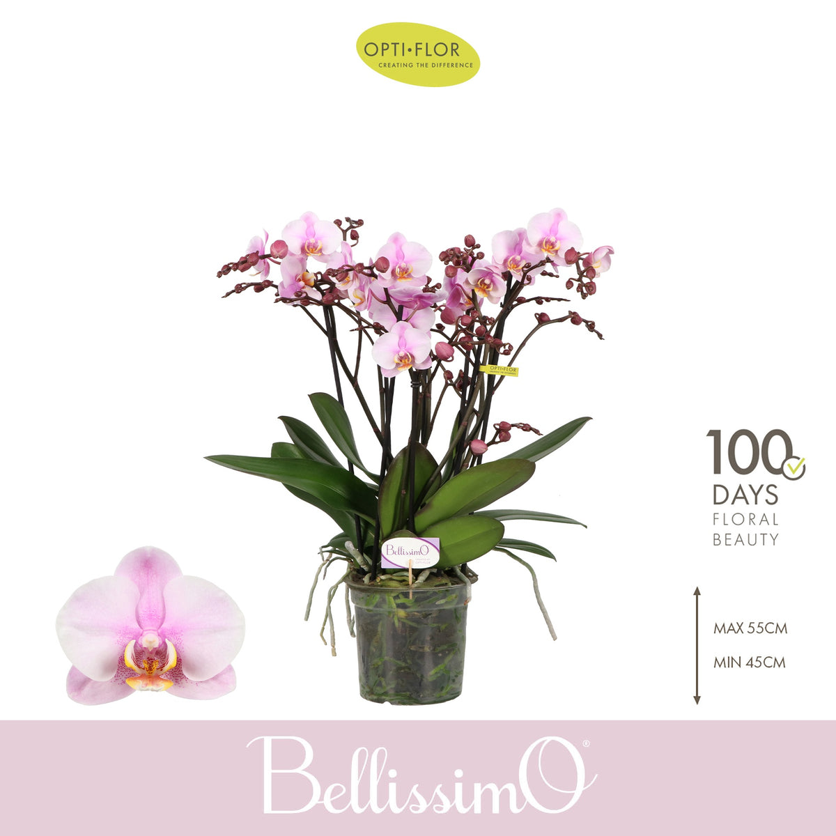 Phalaenopsis pink 50cm 15cm Pot