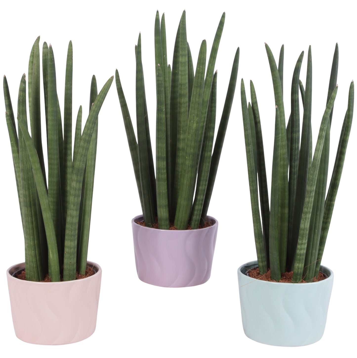 Sansevieria cylindrica 60cm 17cm Pot