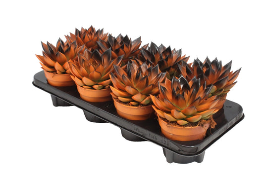 Echeveria colored bicolor black/orange 15cm 12cm Pot