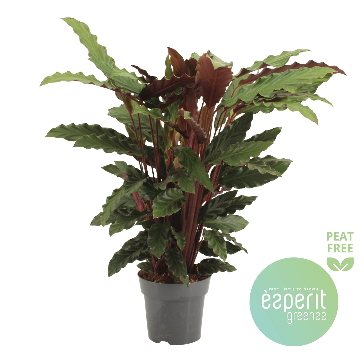 Calathea Rufibarba 65cm 17cm Pot
