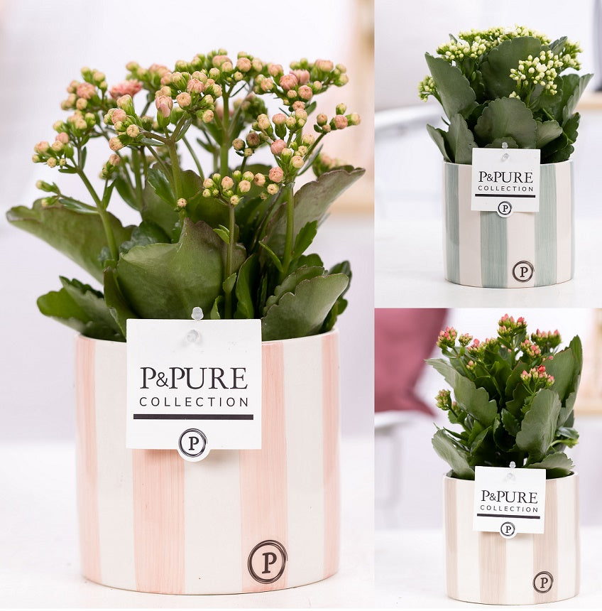 Kalanchoe Rosalina mix 27cm 12cm Pot