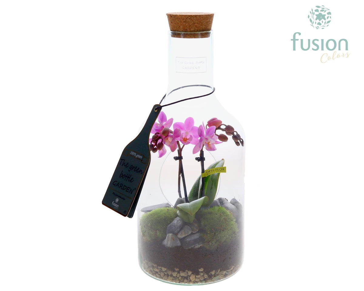 Green Bottle Fles Small met Phalaenopsis 35cm 15cm Pot