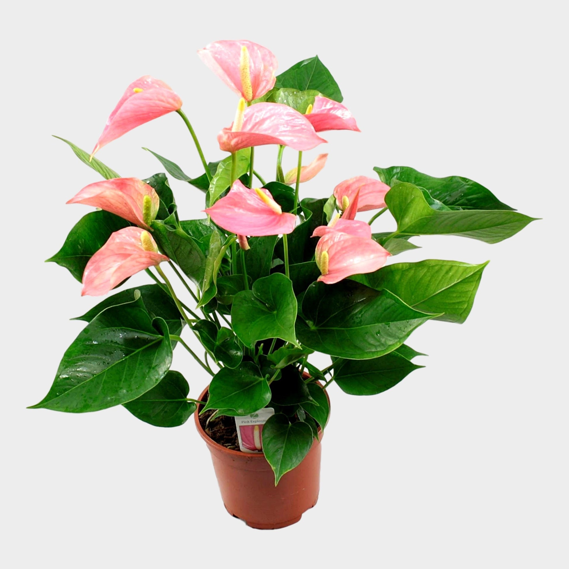 Anthogether Evanty Anthurium Pink Explosion Pack of 6